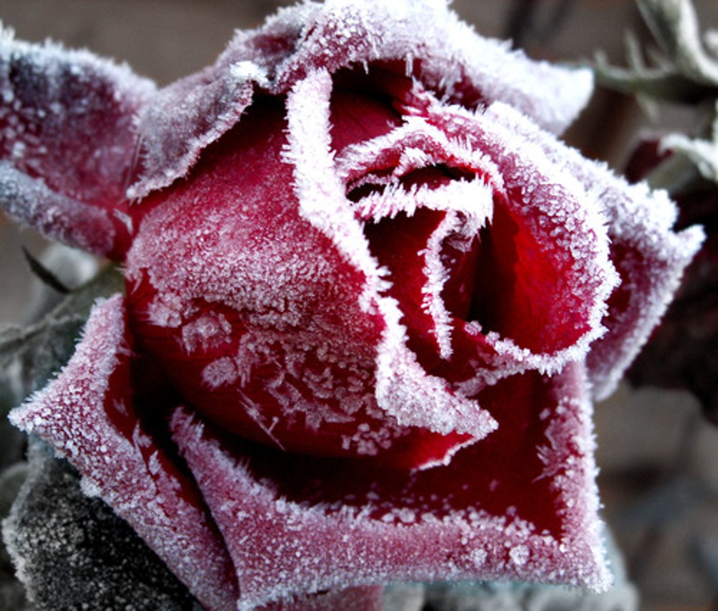 <p>frost</p>