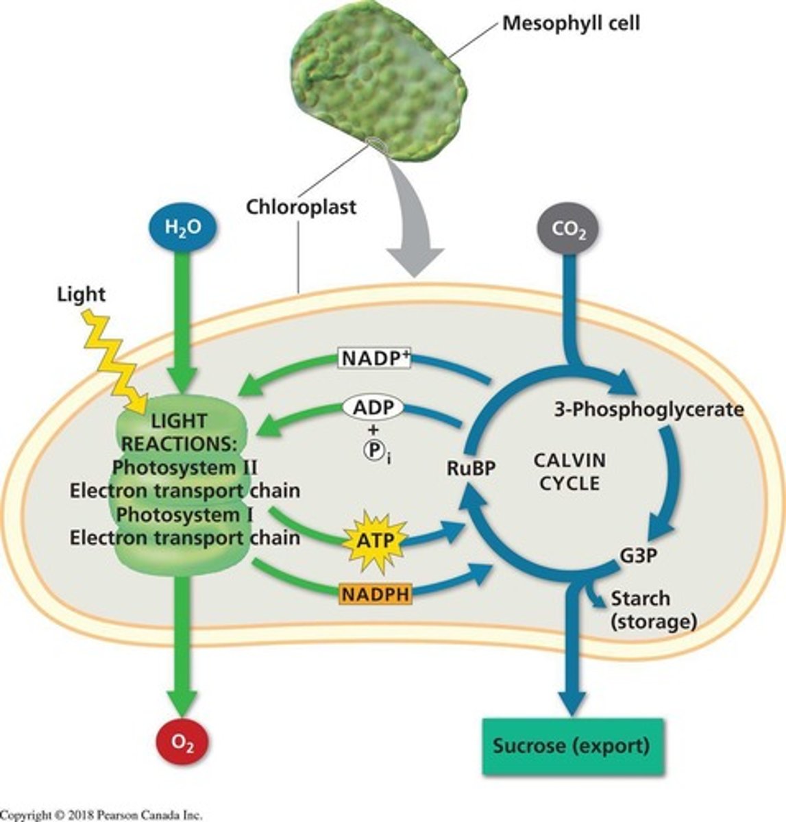 <p>To use ATP and NADPH to reduce CO2 to sugar.</p>