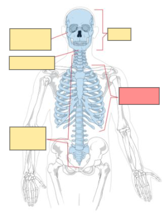 <p>hint: axial skeleton</p>