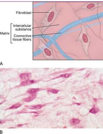 <ul><li><p><strong>most common connective tissue</strong> <strong>cell</strong></p></li><li><p>flat and elongated spindle-shaped cells with cytoplasmic processes at each end</p></li><li><p>synthesize certain types of protein fibers and intercellular substance to sustain connective tissue</p></li></ul><p></p>