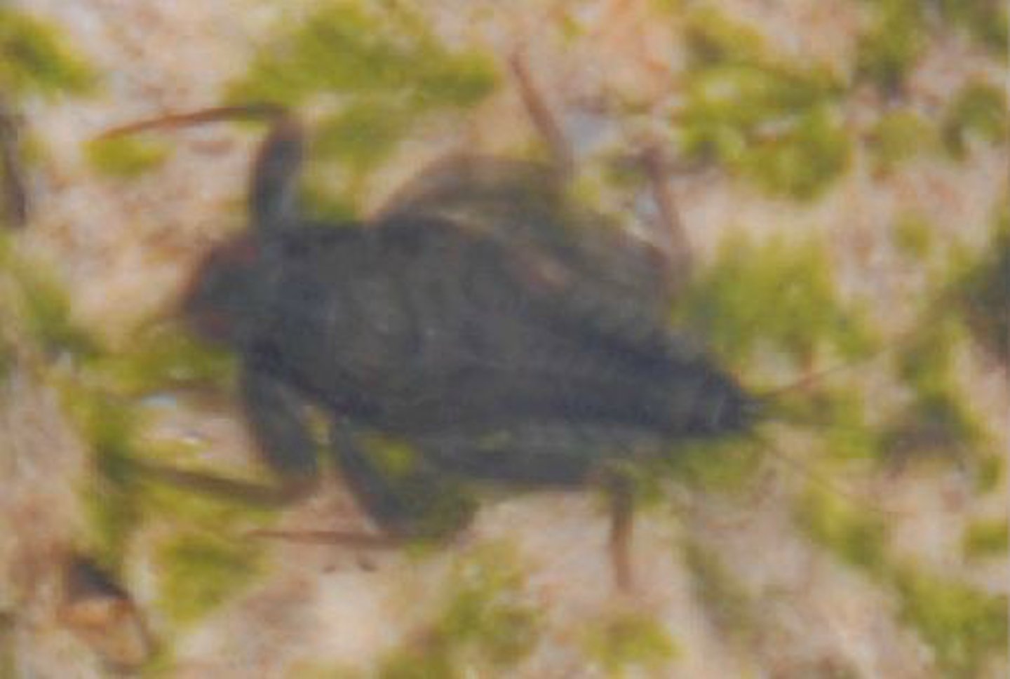 <p>Identify the insect shown:</p>
