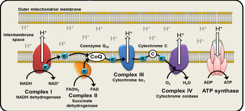 <p>• NADH and FADH2 supply electrons (e−) from metabolic substrates • Electrons pass through the ETC and reduce oxygen to form H2O at Complex IV • However sometimes electrons can accidently escape chain and react with dissolved O2 to form superoxide</p>