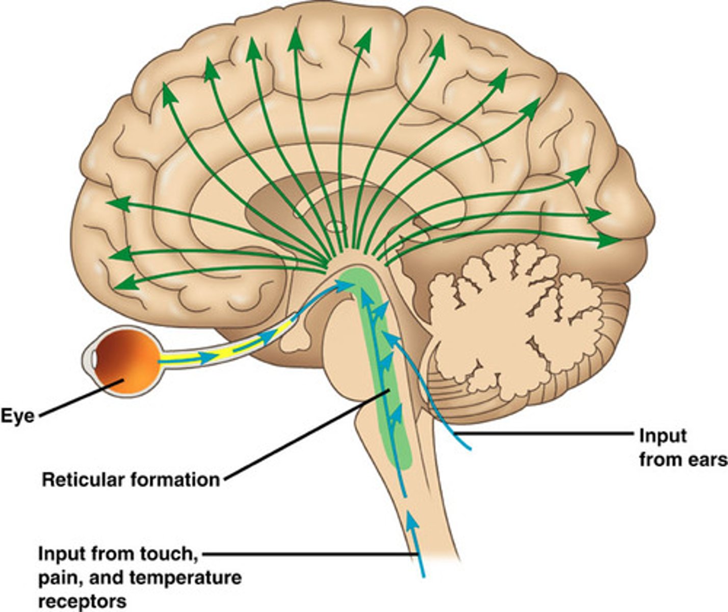 <p>complex network of nuclei &amp; pathways located in the brainstem, extending from the medulla through the pons &amp; midbrain. <strong>it plays a crucial role in various physiological functions &amp; maintaining overall brain arousal </strong></p>