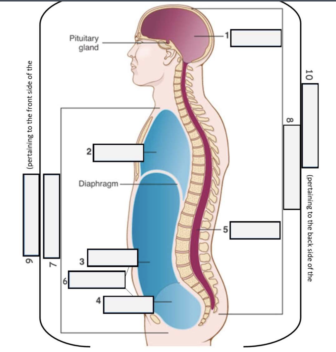 <p>Ventral cavity</p>