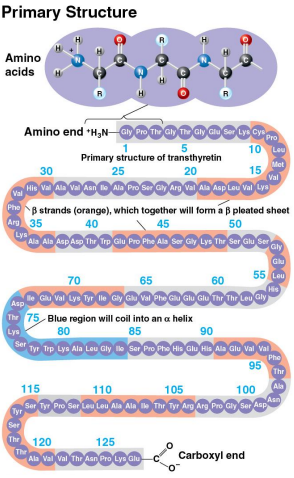 <p>Primary structure</p>