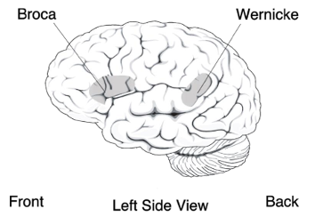<p>nativists argue that the universal properties of language point to innate capabilities:</p><ul><li><p>language occurs in all cultures</p></li><li><p>children go through the same stages of language development in all cultures</p></li><li><p>languages share certain universal features</p></li></ul><p></p><p>pidgin &amp; creole languages</p><ul><li><p>Bickerton (1990)</p><ul><li><p>studied language of immigrant workers in Hawaii in early 1900s</p></li><li><p>immigrants develop a pidgin to communicate</p></li><li><p>pidgin had no consistency word order, no tense etc.</p></li><li><p>but workers’ children developed a highly grammatical creole language</p><ul><li><p>argued: the child doesn’t initially “learn” language, child possesses a genetic program for language</p></li></ul></li></ul></li></ul><p></p><p>specific brain areas with localised language functions:</p><ul><li><p>Broca’s area in frontal lobe (production)</p></li><li><p>Wernicke’s area in temporal lobe (comprehension)</p></li></ul><p></p>
