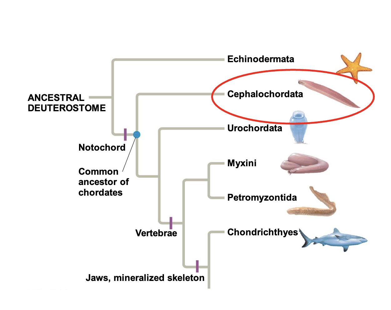 <p>lancelets: hox genes & brain evolution </p>