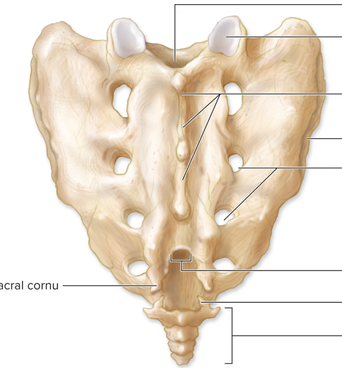 <p></p><img src="https://knowt-user-attachments.s3.amazonaws.com/d003bf13-ca12-4c96-a10f-f665c9ba2d25.png" data-width="100%" data-align="center" alt="knowt flashcard image"><p></p>