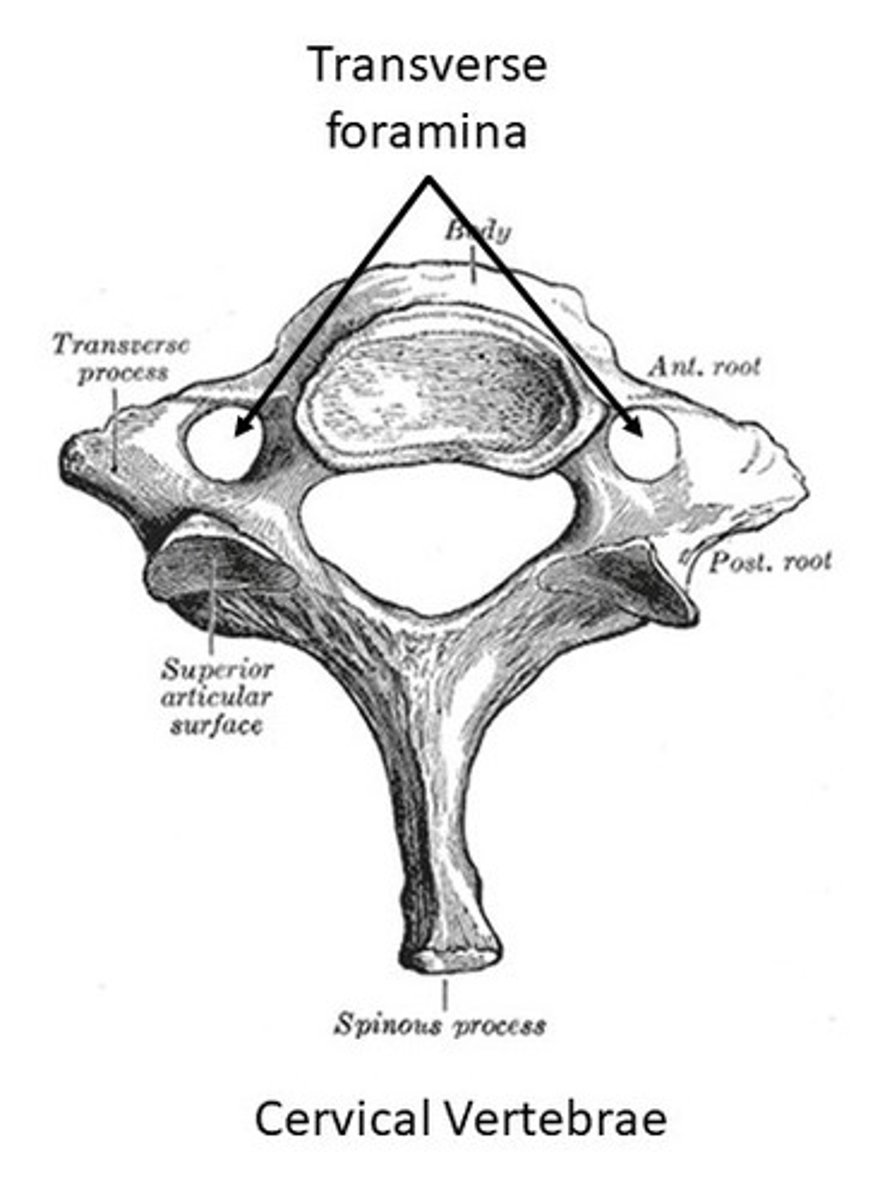 <p>Small size, transverse foramina (two little holes), atlas and axis</p>