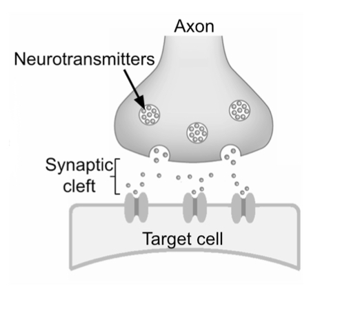 Synaptic