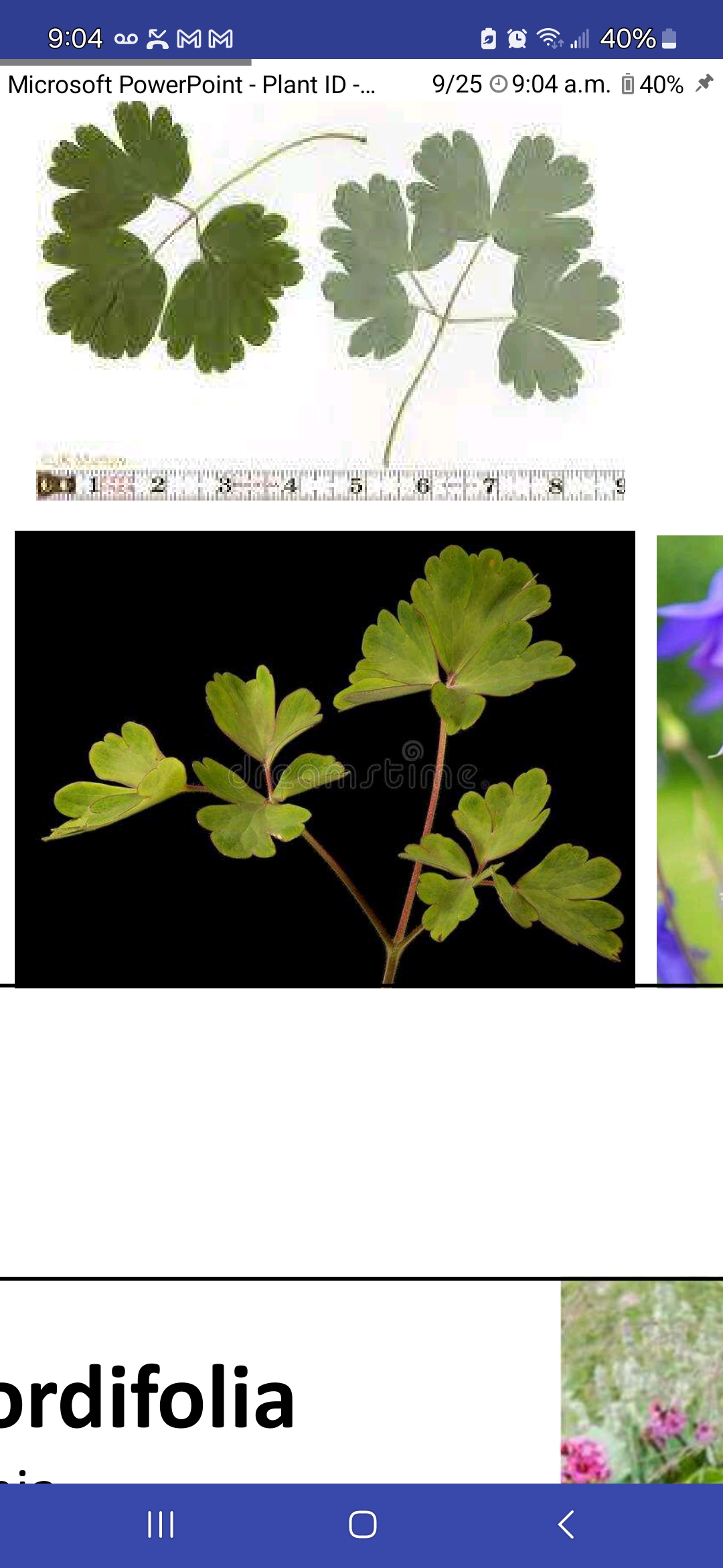 <p>Hybrid Columbine</p>