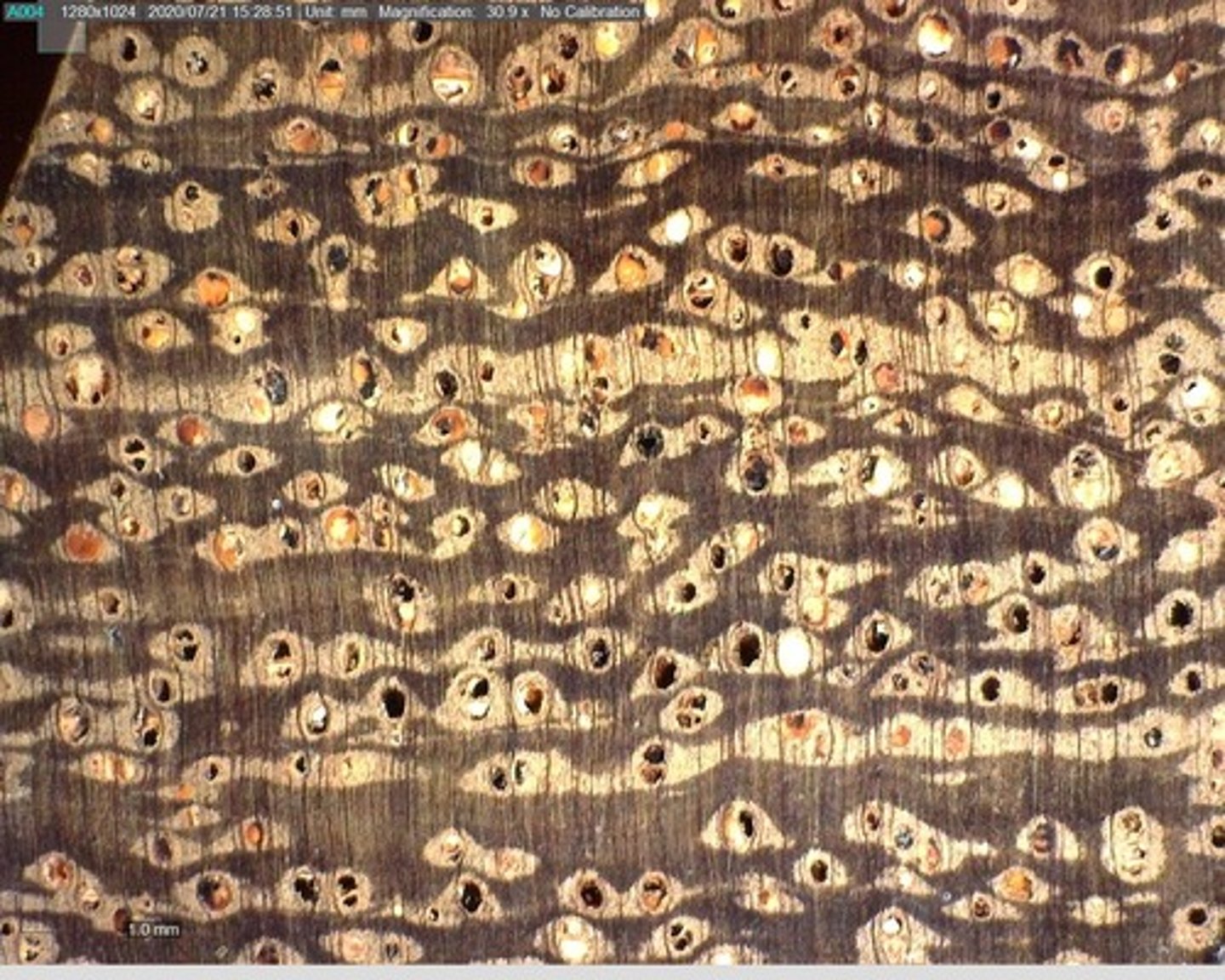 <p>Presence of deposits and blackish wood rays especially when wood dark colored</p>