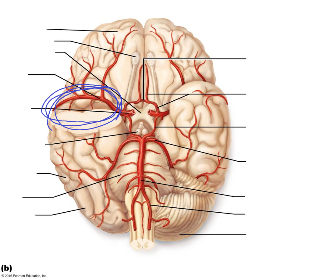 <p>located towards the “middle” of the circular part of the circle of willis on either side, but branching OUT</p>