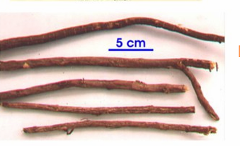 <ul><li><p>Saponin <strong>(glycyrrhizin)</strong></p></li><li><p> flavonoid<strong> (liquiritin)</strong></p></li></ul><p></p>