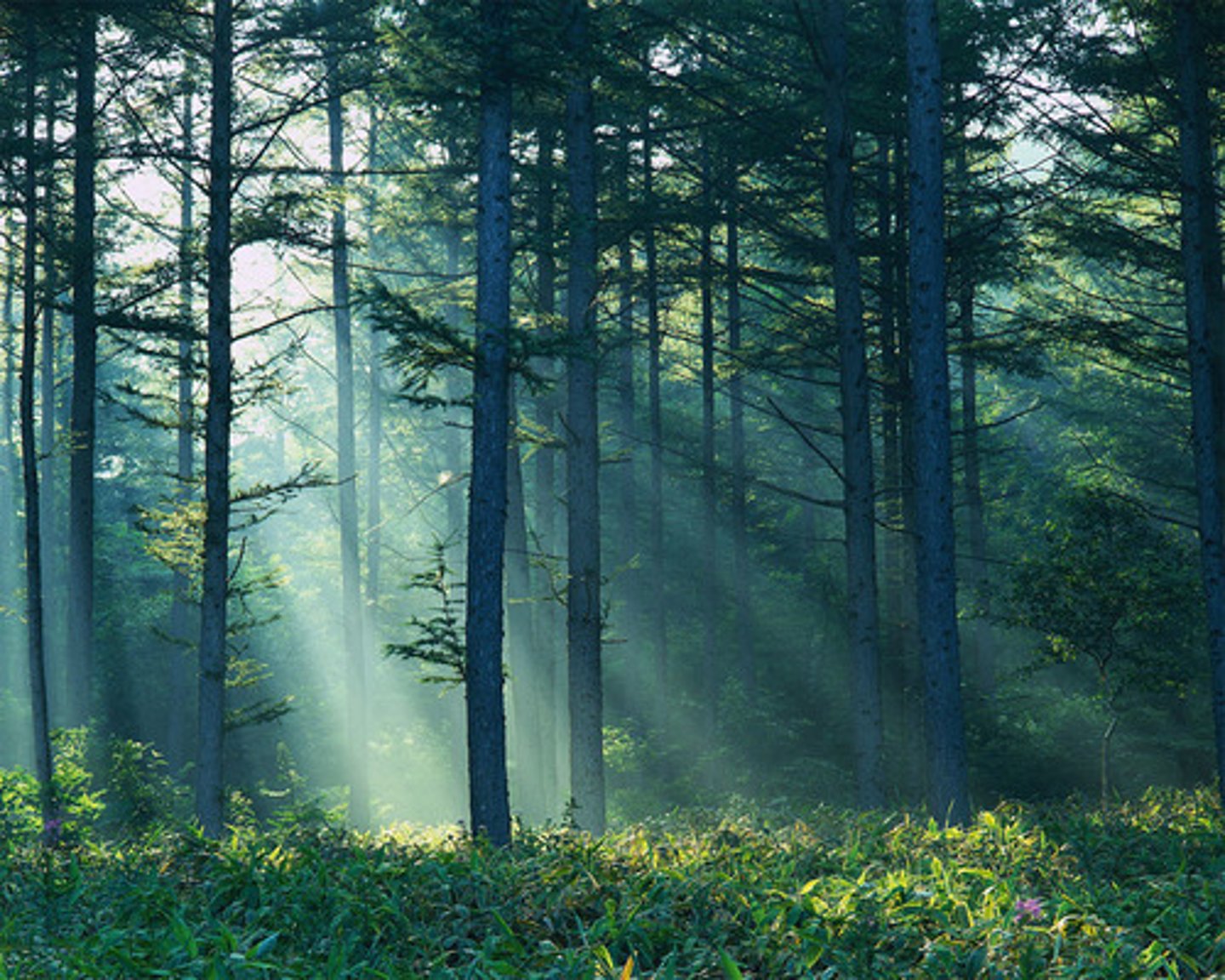 <p>bosc</p>