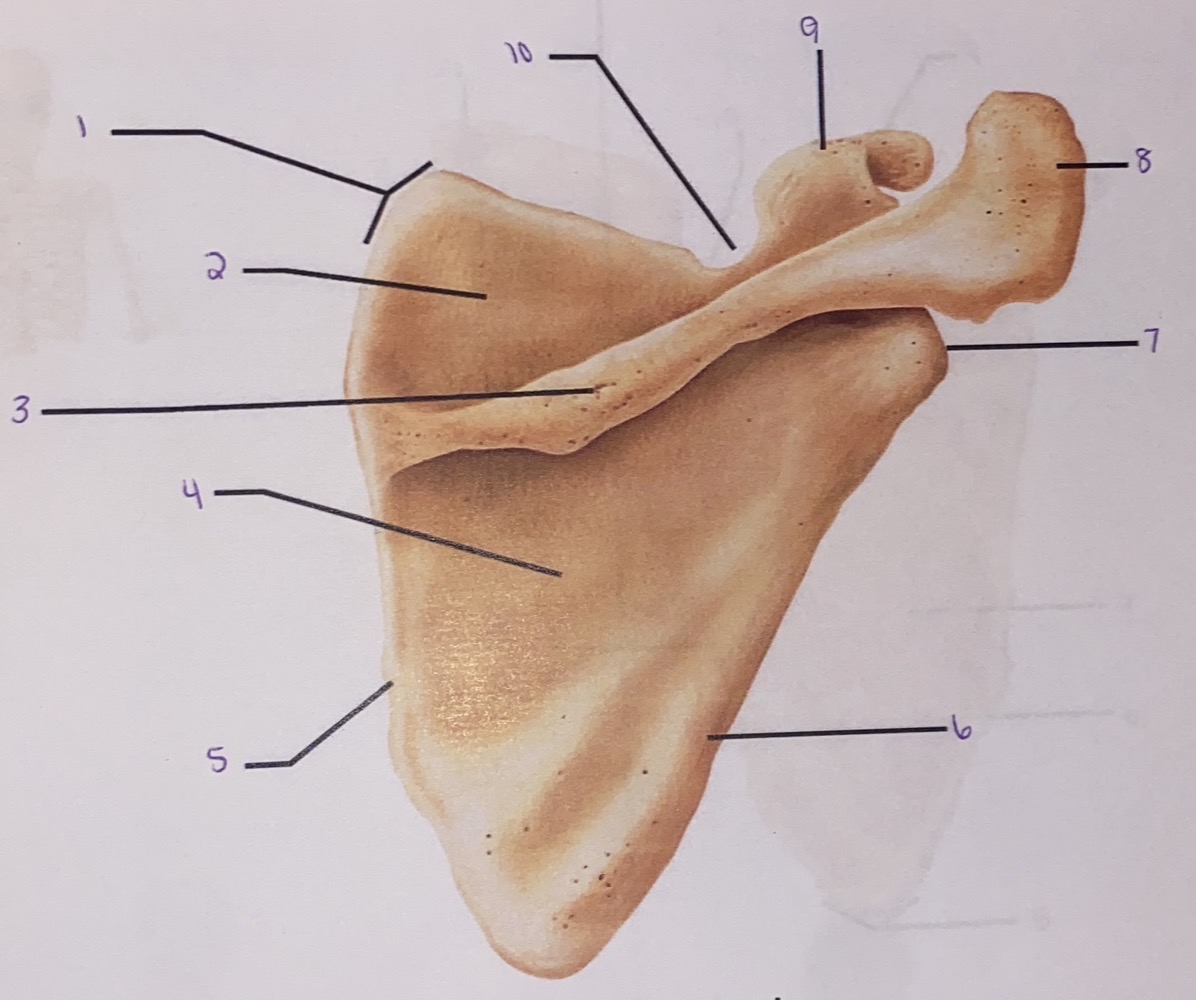 <p>5</p>