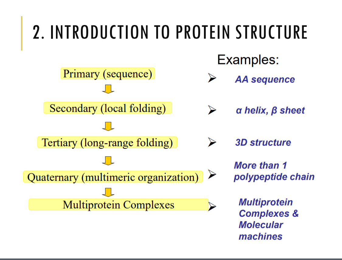 <p>Quaternary: more than 1 polypeptide chain, subunits</p><p>Multiprotein complexes: many chains and subunits, machine</p>