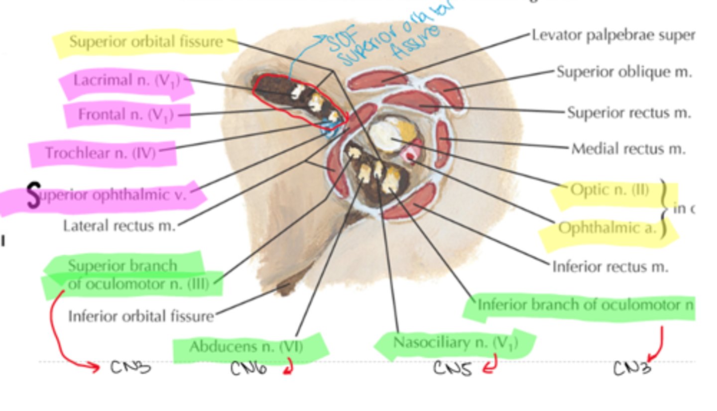 <p>V1- ophthalmic</p><p>V2- maxillary</p><p>V3- mandibular</p>