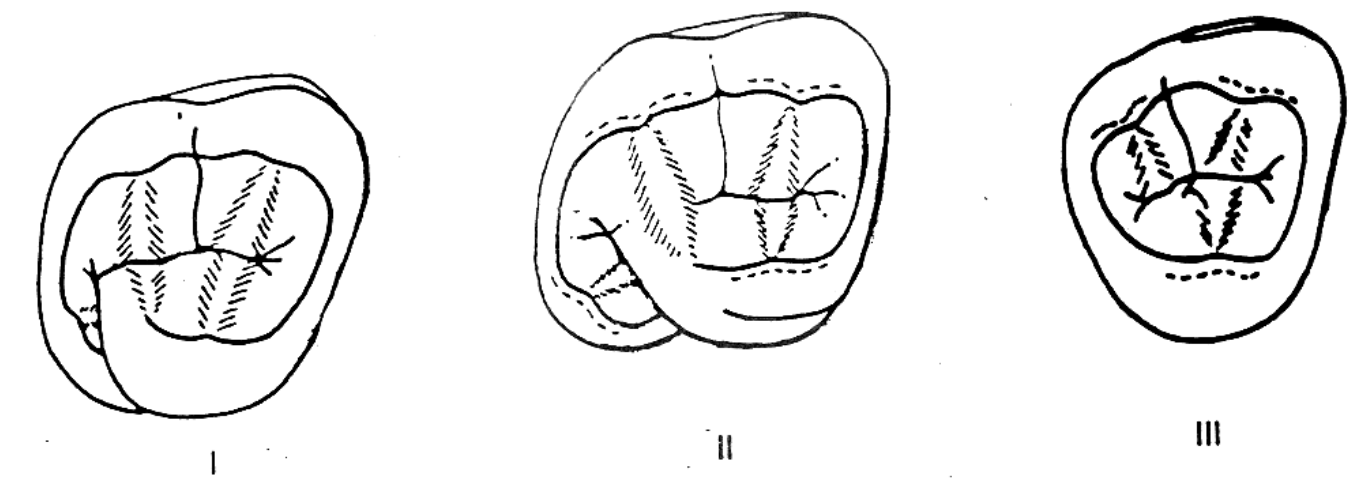 <p>How would you arrange these occlusal views to identify the maxillary molars in the proper sequence&nbsp;</p>