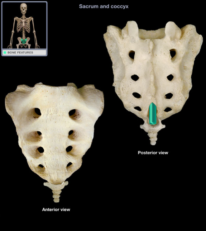 <ul><li><p>Location: Sacrum (posterior surface)</p></li><li><p>Description: Arched opening, Communicates with sacral canal</p></li><li><p>Function: Transmits filum terminale</p></li></ul><p></p>