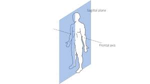 section that divides the right and left sides of the body along the superior/inferior axis