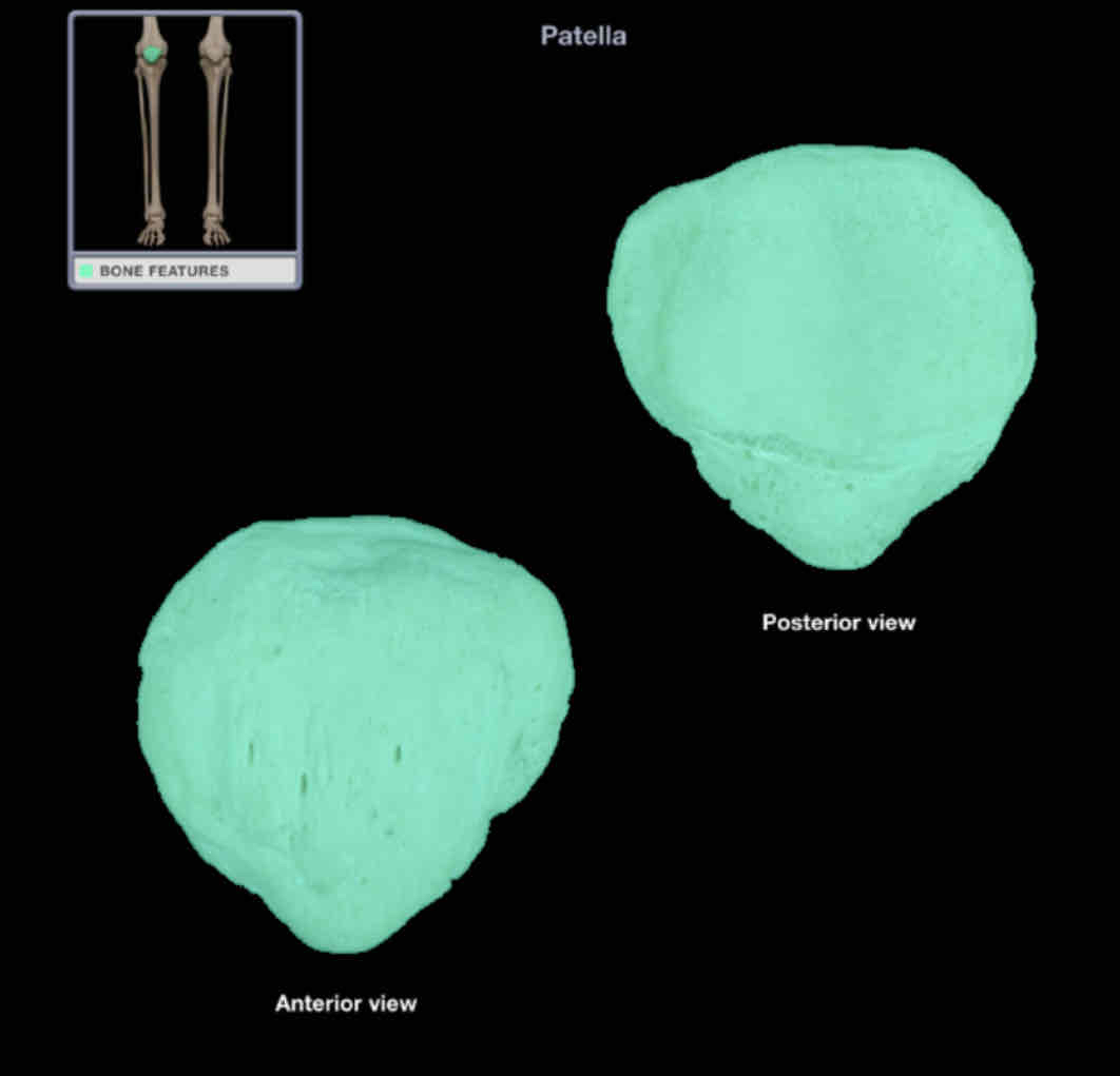 <p>Patellar </p>