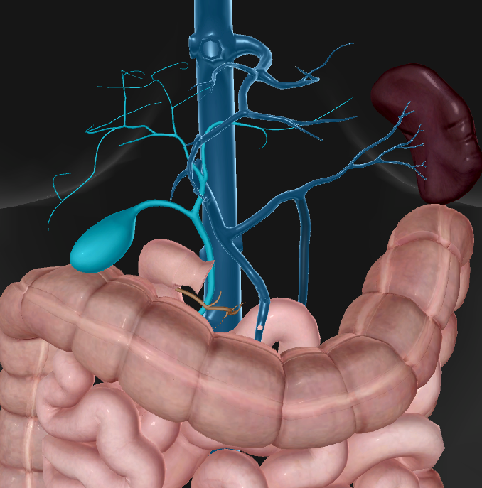 <p>An accessory organ of digestion</p>
