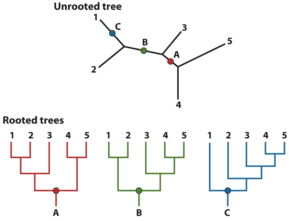 <p>not designed from the perspective of a single common ancestor</p>