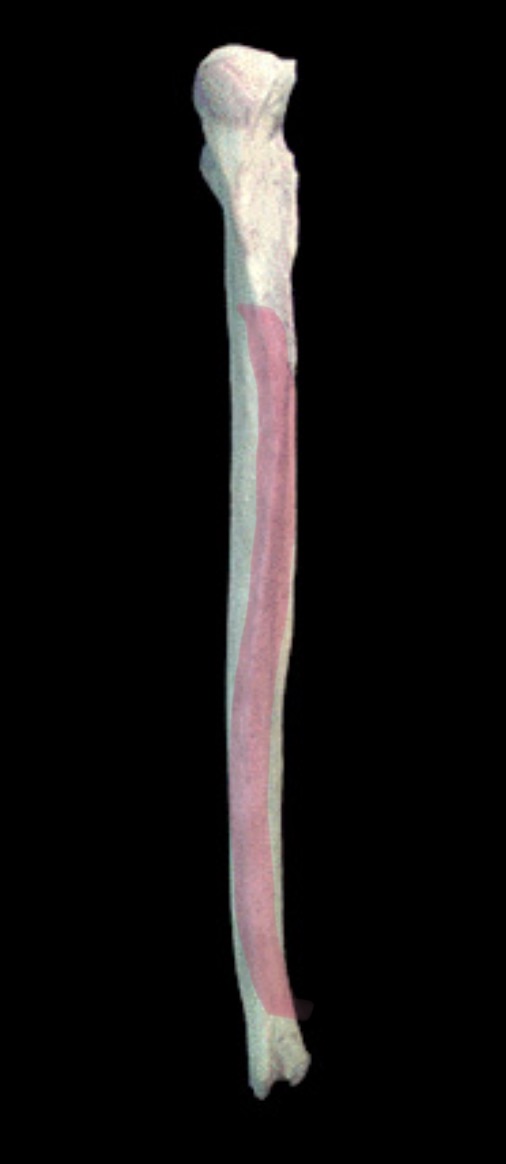 <p>What structure is this?</p>