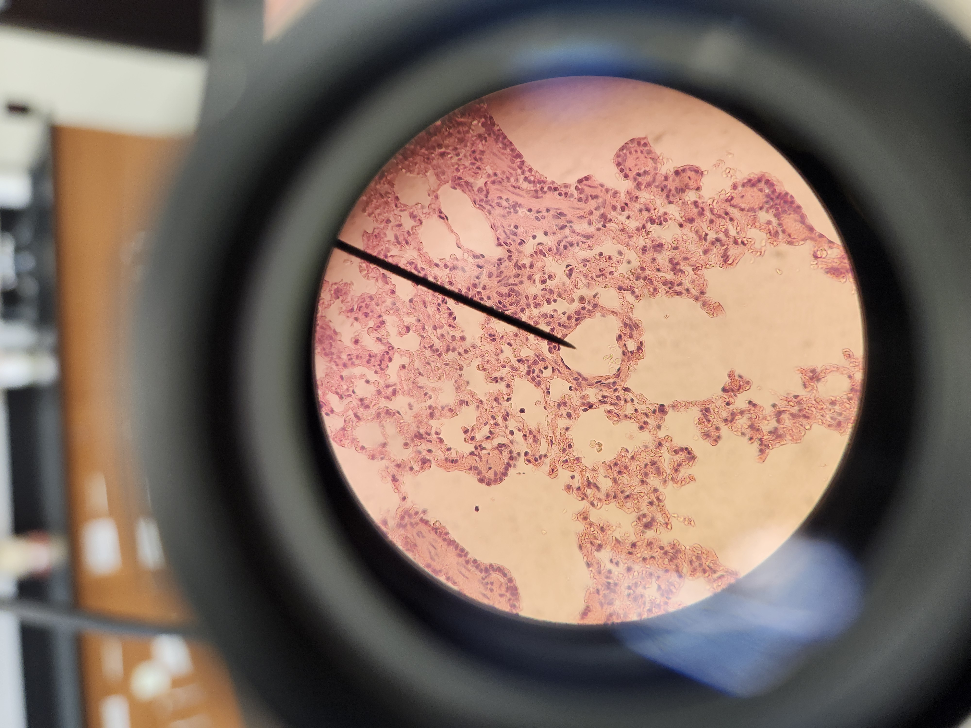 <p>[Histology] Function?</p>
