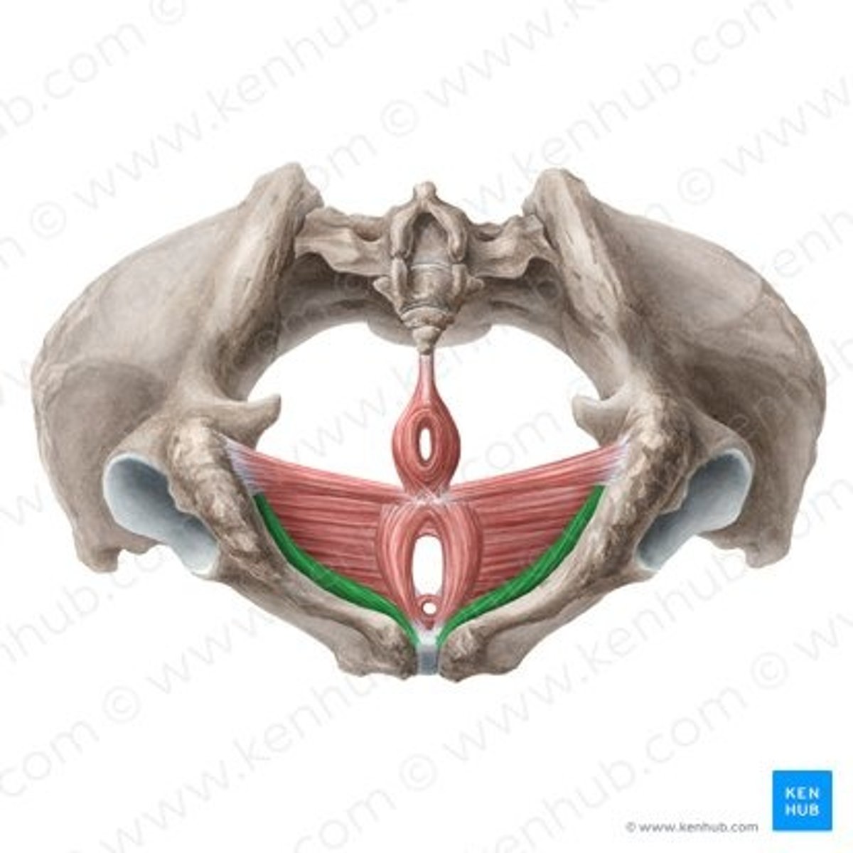 <p>muscle</p>