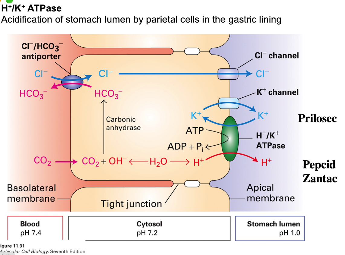 <p>Channels, Pumps, and Transported all work together to help with CO2 uptake, ion exchange, K+ cycling)</p>