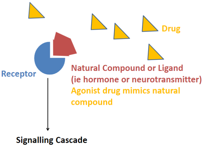 <ul><li><p>agonists: mimics natural compound</p></li></ul>
