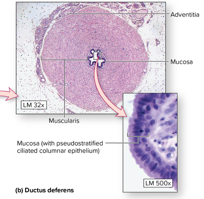 <p>Ductus deferens</p>