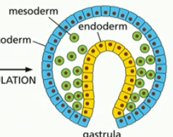 <p>process to form mesoderm</p><p>cells forming a new layer (mesoderm)</p>
