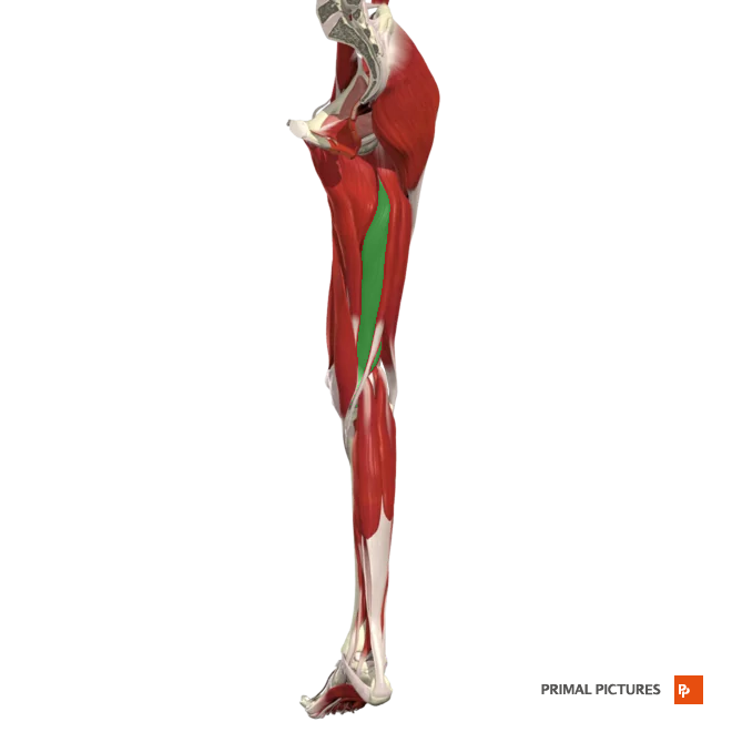 <p>Flexes leg at the knee and extends thigh at hip</p>