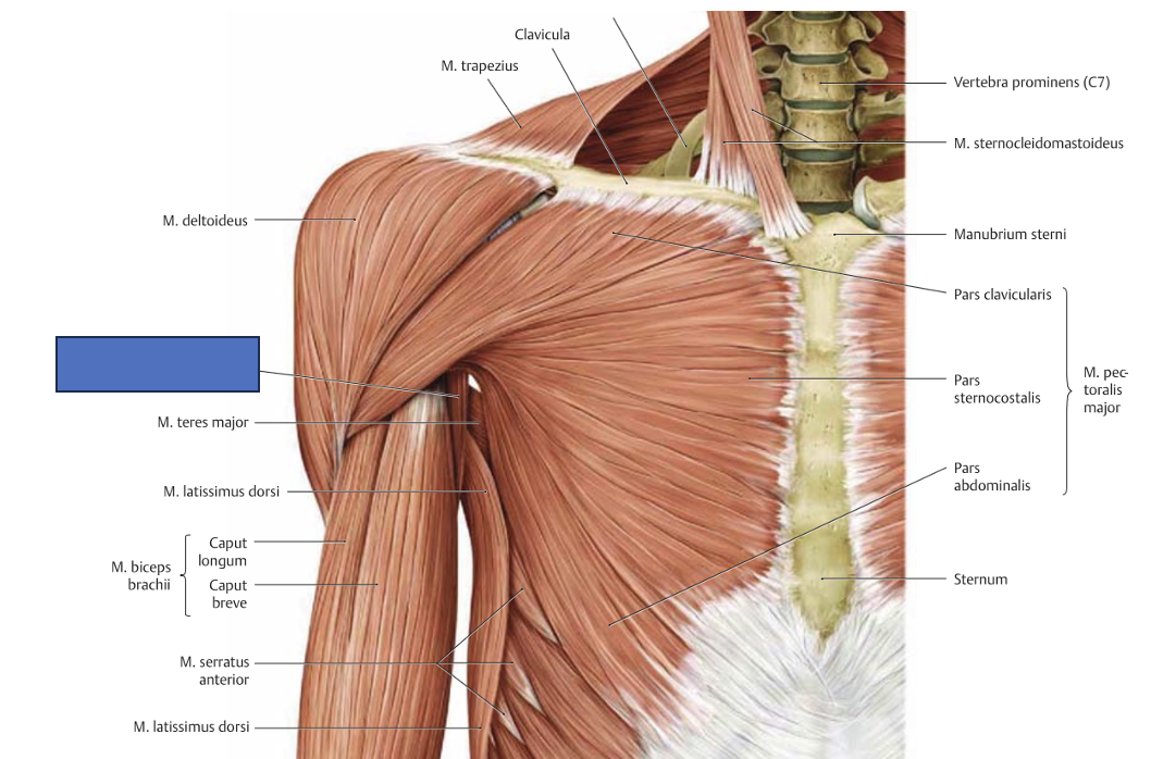 <p>m. coracobrachialis → liigese stabiliseerimine, õla anteversioon, aduktsioon ja siserotatsioon (vöö kinnitamine)</p>