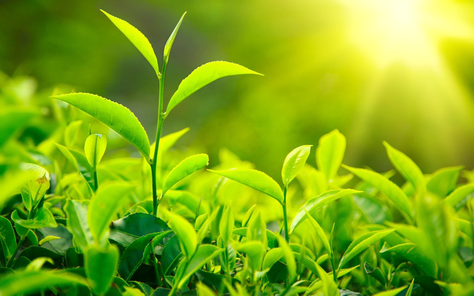producer, an organism that synthesises its organic molecules from the abiotic environment, e.g. plants