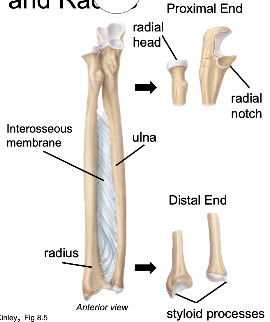 1. Appendicular skeleton 
2. Found in forearm 
3. Medial 
4. Connected to the radius by interosseous membrane to keep bones a fixed distance and allow rotation
5. Radial head articulates with radial notch on ulna (proximal)
6. Has a styloid process (distal)
