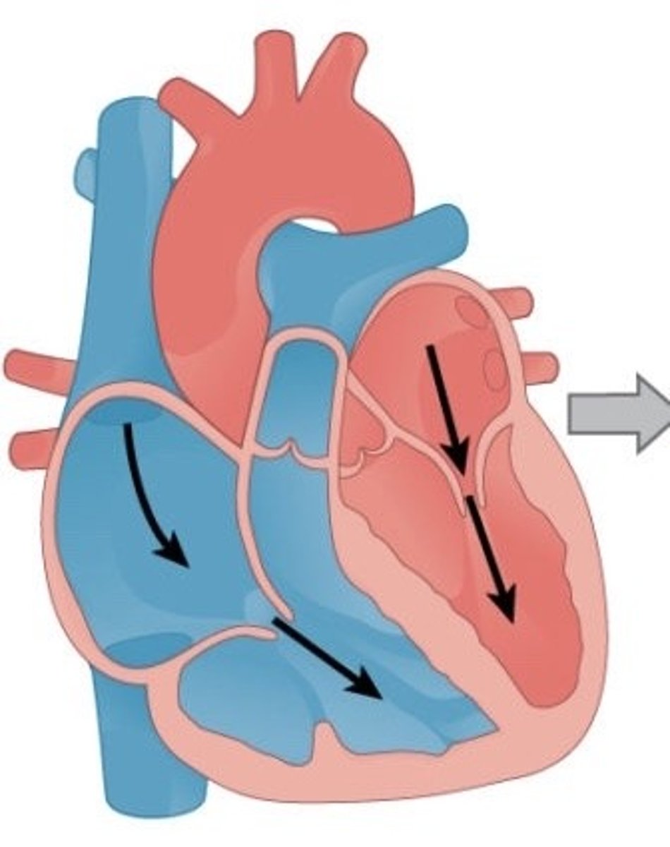 <p>Elastic recoil as atria and ventricles relax causing low bp in heart</p><p>High bp in pulmonary arteries and aorta close semilunar valves</p><p>Coronary arteries fill</p><p>Low bp in atria draws blood into heart from veins</p>