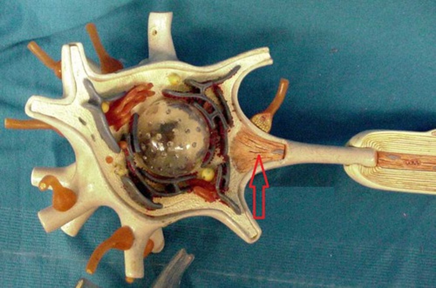 <p>portion of axon connecting the cell body; swollen</p><p>- site of action potential generation</p>