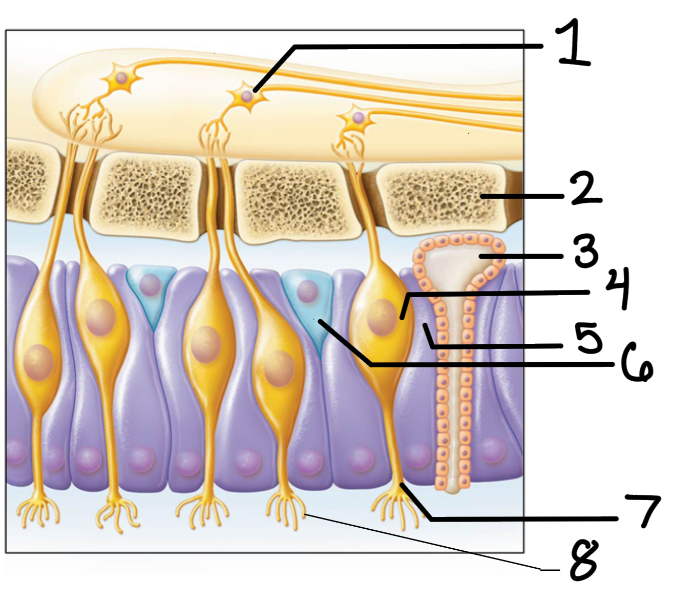 <p>4</p>