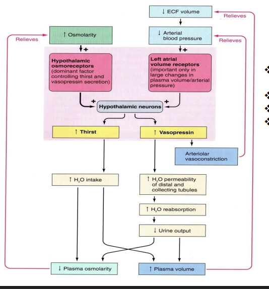 <ol><li><p>ethanol depresses the hypothalamic osmoreceptor</p></li><li><p>less vasopressin</p></li><li><p>increased urine output</p></li><li><p>dehydration</p></li></ol><p></p>