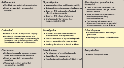 <p>Pyridostigmine ( Mestinon)</p>