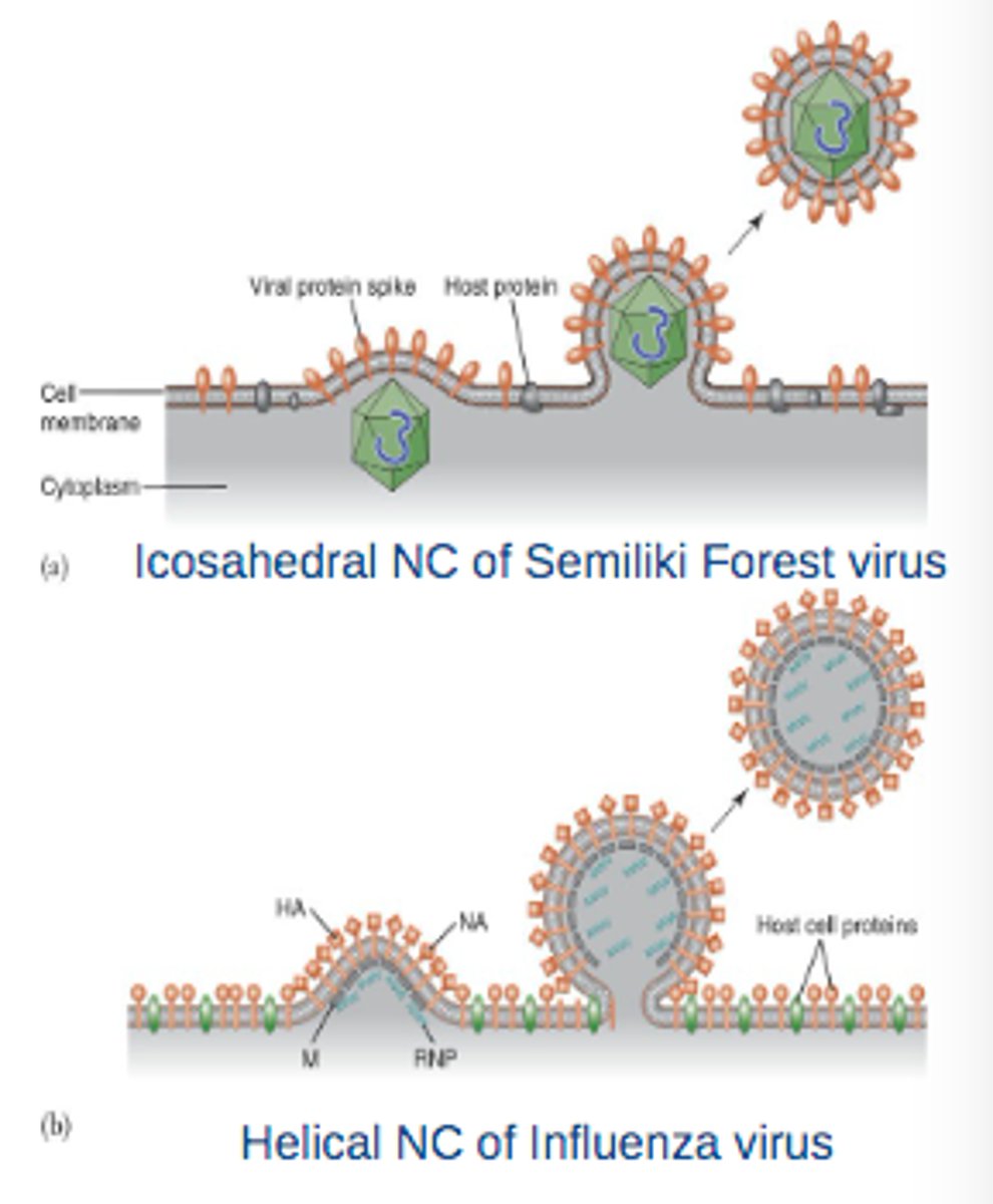 <p>a virus incorporates</p><p>phospholipids/proteins</p><p>from cell membrane of host</p>