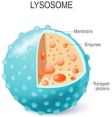 <p>Rid cells of waste products and scavenge metabolic building blocks that sustain essential biosynthetic reactions during starvation.</p>