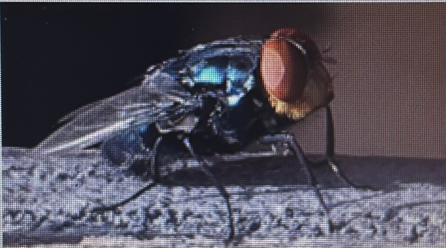 <p>Myiasis fly </p><p>New world screwworm </p><p></p>