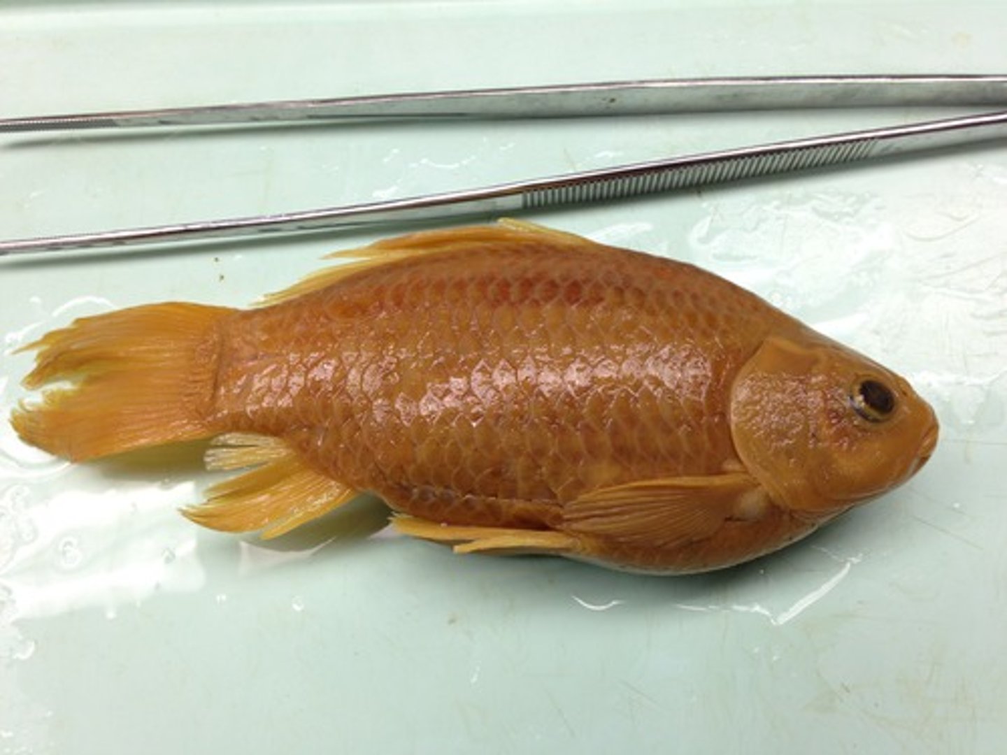<p>goldfish</p><p>-No barbels</p>