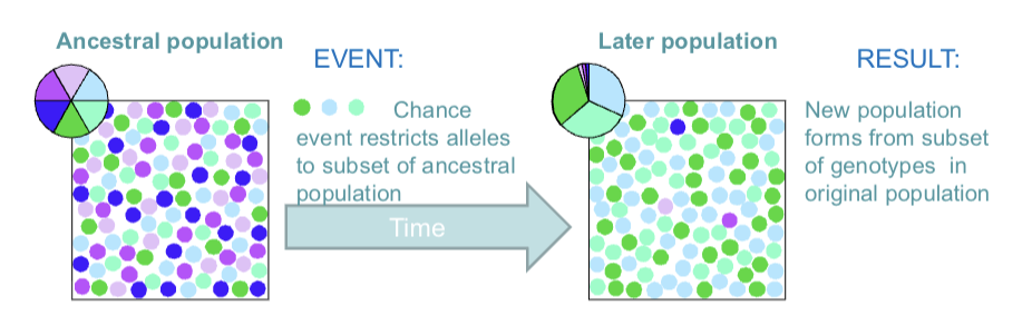<p>Genetic drift is strongest in small populations. As the smaller the sample, the larger the random fluctuations in allele frequencies.</p><p>→Genetic drift is driven by sampling error, which is the variability in allele frequencies because not all samples taken from the population have exactly the same allele frequencies as the population itself.</p>