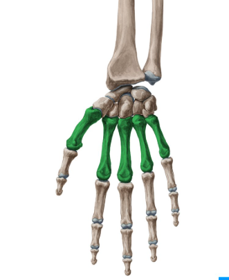 <p>What bone is this?</p>